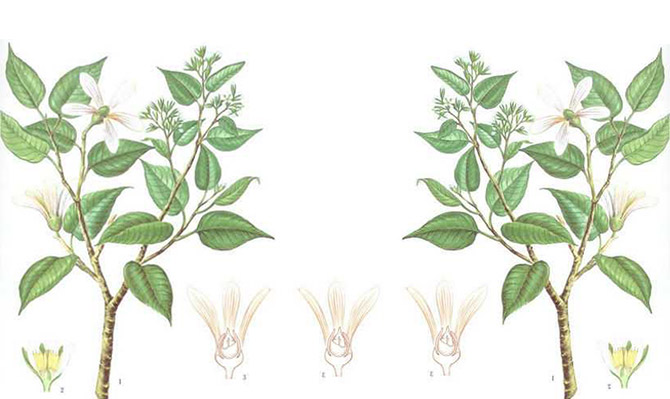 成為全球龍腦產(chǎn)業(yè)的引領(lǐng)者，遠(yuǎn)景智庫(kù)為新晃龍腦制定發(fā)展戰(zhàn)略規(guī)劃